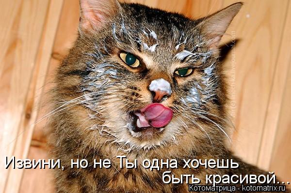 Котоматрица: Извини, но не Ты одна хочешь  быть красивой...