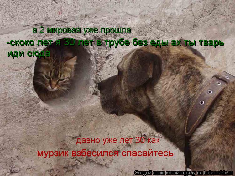 Котоматрица: а 2 мировая уже прошла  давно уже лет 30 как -скоко лет я 30 лет в трубе без еды ах ты тварь  иди сюда мурзик взбесился спасайтесь