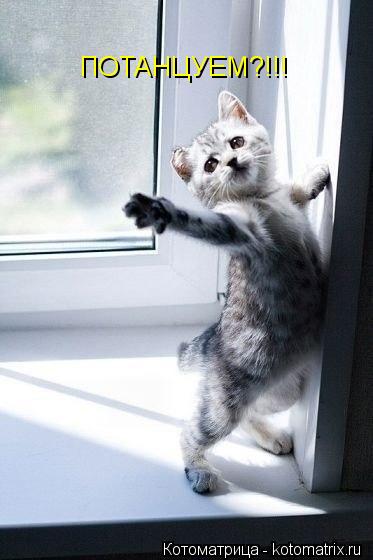 Котоматрица: ПОТАНЦУЕМ?!!!