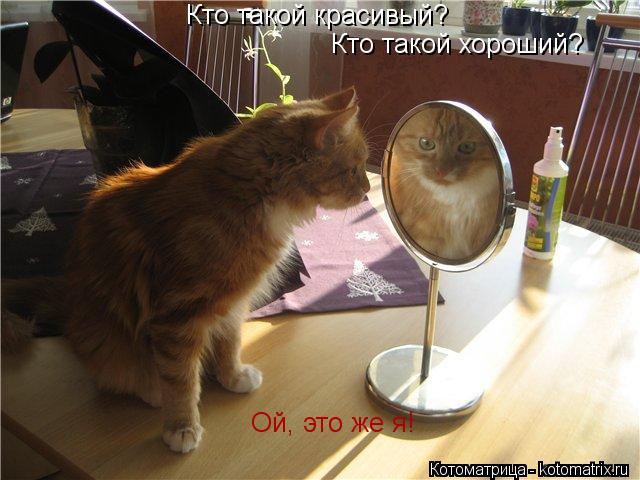 Котоматрица: Кто такой красивый? Кто такой хороший? Ой, это же я!