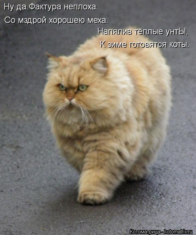 Котоматрица: Ну да.Фактура неплоха. Со мздрой хорошею меха. Напялив тёплые унтЫ, К зиме готовятся коты.