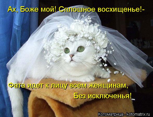 Котоматрица: Ах, Боже мой! Сплошное восхищенье!- Фата идет к лицу всем женщинам, Без исключенья!