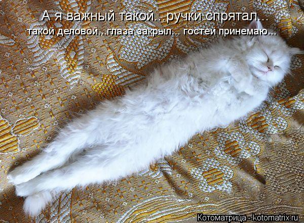 Котоматрица: А я важный такой...ручки спрятал... такой деловой...глаза закрыл... гостей принемаю...