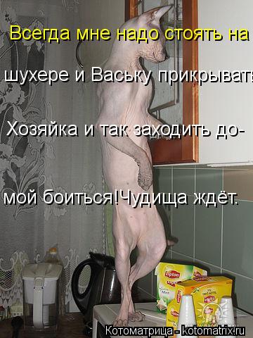 Всегда мне надо стоять на шухере и Ваську прикрывать Хозяйка и так заходить до- мой боиться!Чудища жд... Котоматрица: Всегда мне надо стоять на шухере и Ваську прикрывать Хозяйка и так заходить до- мой боиться!Чудища ждёт.