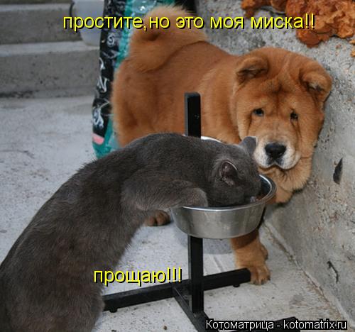 Котоматрица: простите,но это моя миска!! прощаю!!!