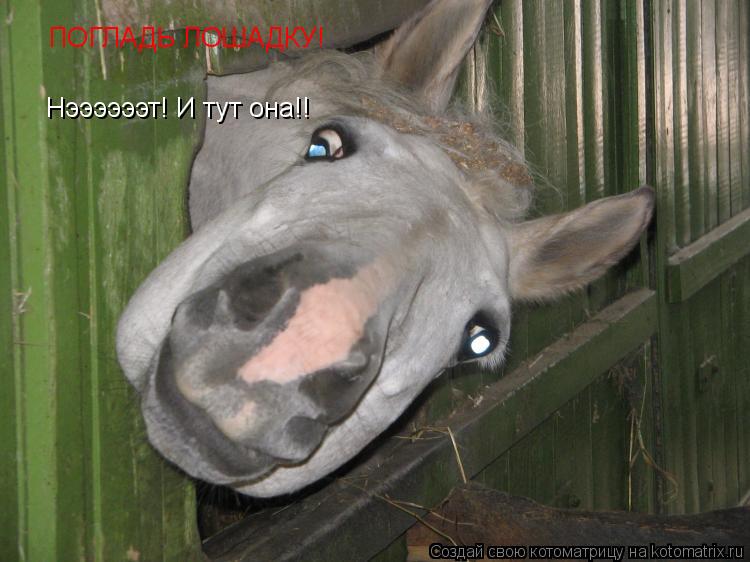 Котоматрица: ПОГЛАДЬ ЛОШАДКУ! Нээээээт! И тут она!!