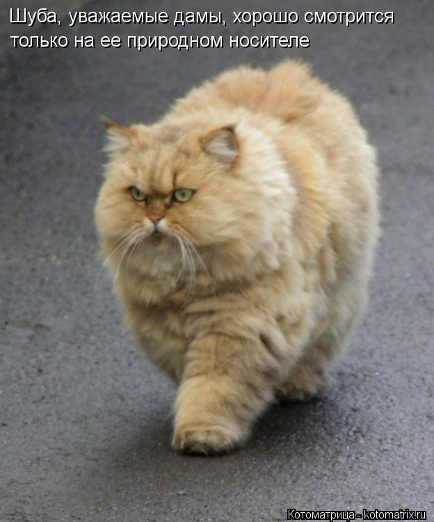 Шуба, уважаемые дамы, хорошо смотрится только на ее природном носителе... Котоматрица: Шуба, уважаемые дамы, хорошо смотрится только на ее природном носителе