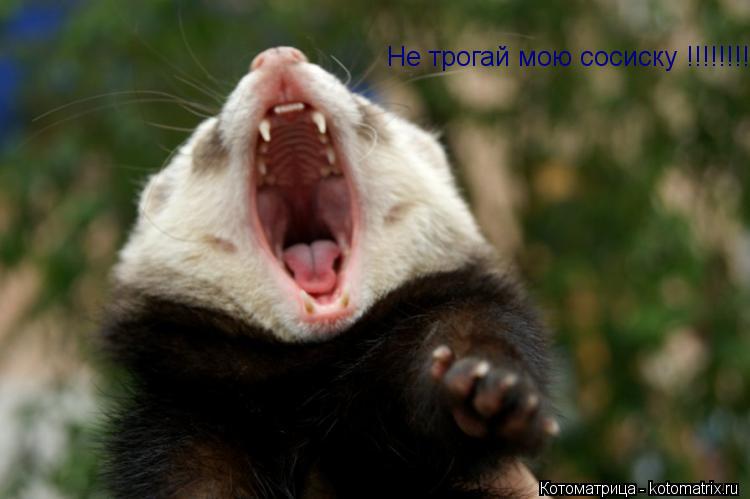 Котоматрица: Не трогай мою сосиску !!!!!!!!!!
