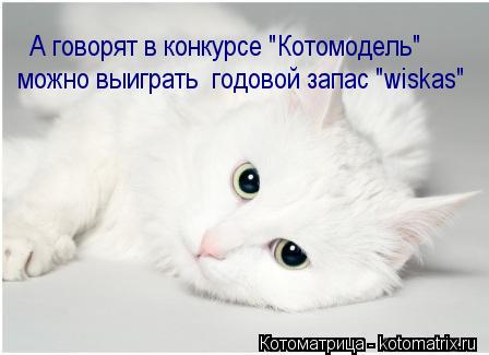 Котоматрица: А говорят в конкурсе "Котомодель"  можно выиграть  годовой запас "wiskas"