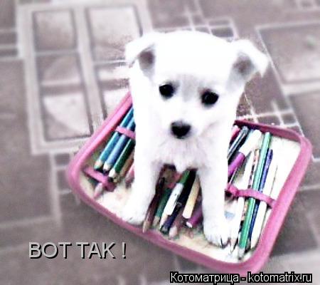 Котоматрица: BOT TAK !