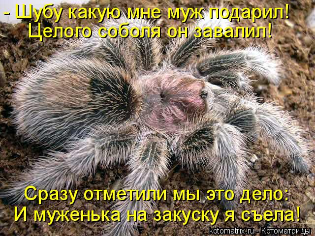 Котоматрица: - Шубу какую мне муж подарил! Целого соболя он завалил! Сразу отметили мы это дело: И муженька на закуску я съела!