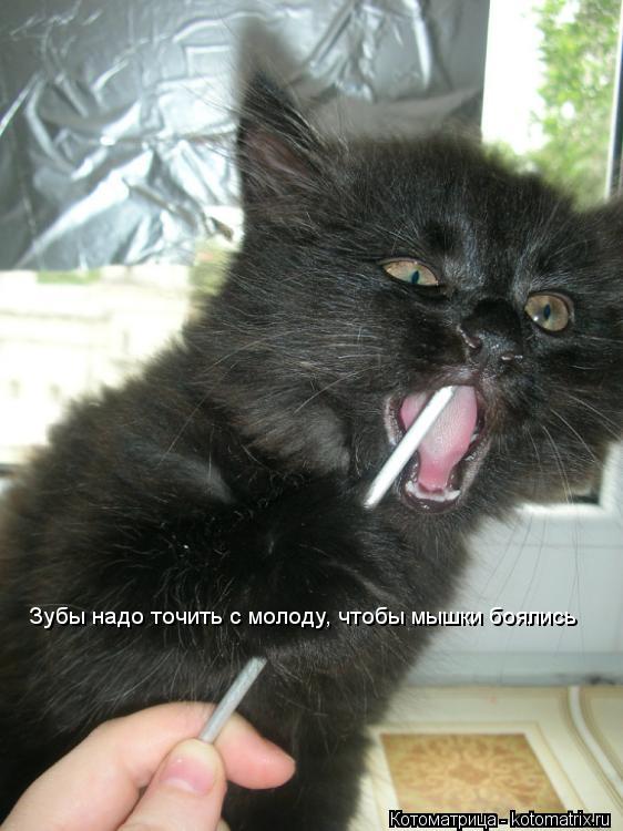 Котоматрица: Зубы надо точить с молоду, чтобы мышки боялись