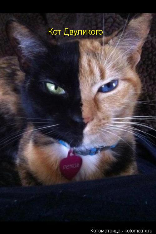 Кот Двуликого... Котоматрица: Кот Двуликого