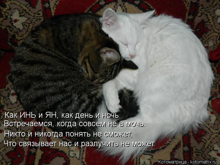 Котоматрица: Как ИНЬ и ЯН, как день и ночь Встречаемся, когда совсем не в мочь. Никто и никогда понять не сможет, Что связывает нас и разлучить не может.