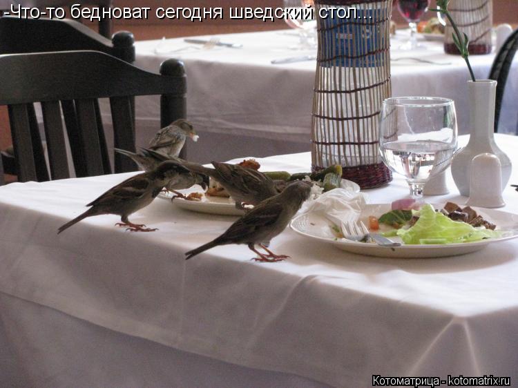 -Что-то бедноват сегодня шведский стол...... Котоматрица: -Что-то бедноват сегодня шведский стол...