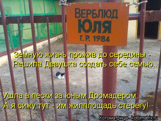Решила Девушка создать себе семью... Земную жизнь прожив до середины - Ушла в пески за юным Дромадеро... Котоматрица: Решила Девушка создать себе семью... Земную жизнь прожив до середины - Ушла в пески за юным Дромадером, А я сижу тут - им жилплощадь стерегу!