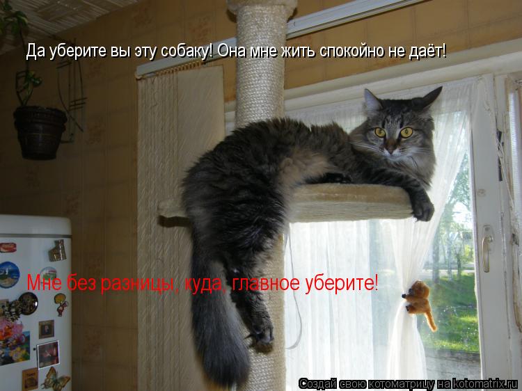 Котоматрица: Да уберите вы эту собаку! Она мне жить спокойно не даёт! Мне без разницы, куда, главное уберите!