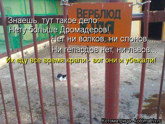 Знаешь, тут такое дело: Нету больше Дромадеров! Нет ни волков, ни слонов.... Ни гепардов нет, ни льво... Котоматрица: Знаешь, тут такое дело: Нету больше Дромадеров! Нет ни волков, ни слонов.... Ни гепардов нет, ни львов... Их еду все время крали - вот они и убежал