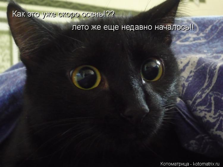 Котоматрица: Как это уже скоро осень!?? лето же еще недавно началось!!