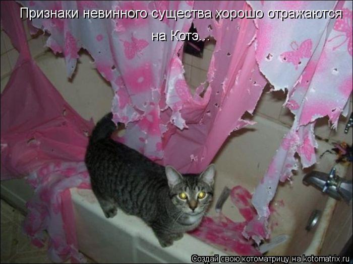 Котоматрица: Признаки невинного существа хорошо отражаются на Котэ...