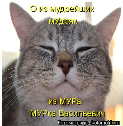 Котоматрица: О из мудрейших мУдряк из МУРа МУРка Васильевич