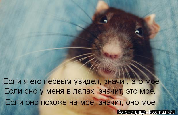 Котоматрица: Если я его первым увидел, значит, это мое. Если оно у меня в лапах, значит, это мое. Если оно похоже на мое, значит, оно мое.