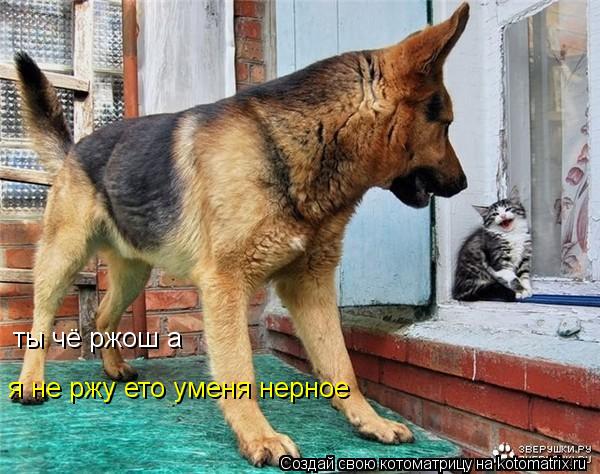 Котоматрица: ты чё ржош а я не ржу ето уменя нерное