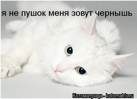 Котоматрица: я не пушок меня зовут чернышь