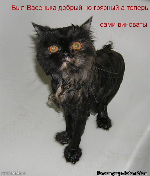 Котоматрица: Был Васенька добрый но грязный а теперь сами виноваты сами виноваты