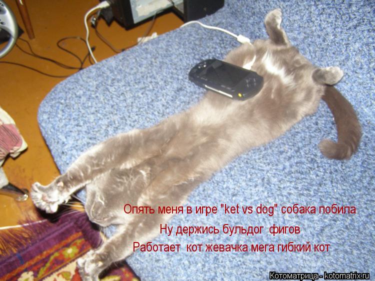 Котоматрица: Опять меня в игре "ket vs dog" собака побила Ну держись бульдог  фигов  Работает  кот жевачка мега гибкий кот