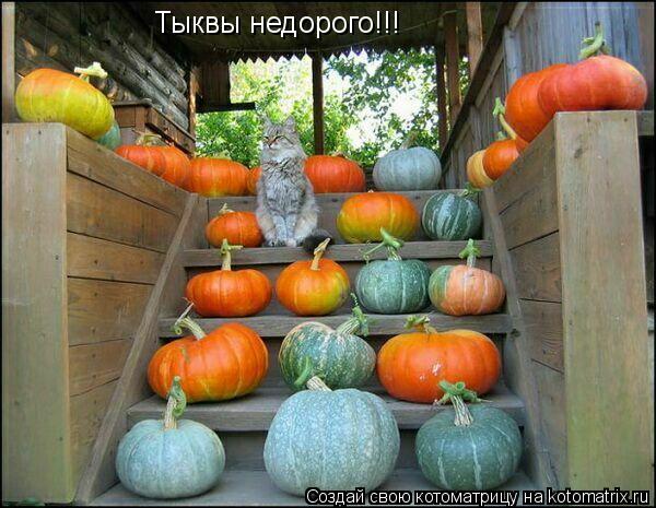 Котоматрица: Тыквы недорого!!!