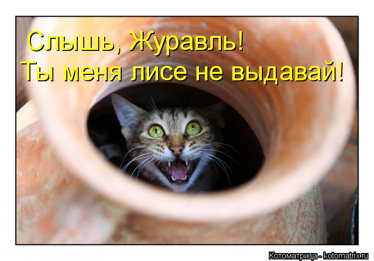 Слышь, Журавль! Ты меня лисе не выдавай!... Котоматрица: Слышь, Журавль! Ты меня лисе не выдавай!