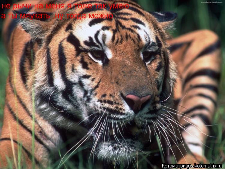 Котоматрица: не рычи на меня я тоже так умею а ты мяукать ,ну тогда можно