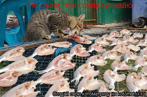 Котоматрица: Не съем, так понадкусываю!