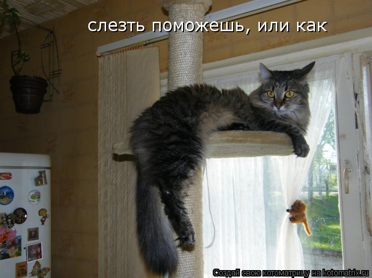 Котоматрица: слезть поможешь, или как