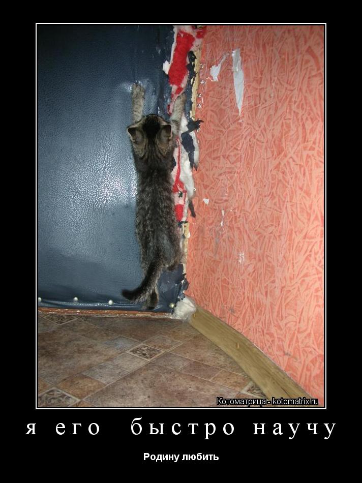 Котоматрица: я его  быстро научу Родину любить