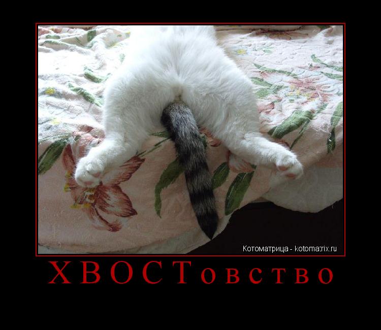 Котоматрица: ХВОСТовство 
