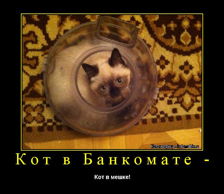 Котоматрица: Кот в Банкомате - Кот в мешке!