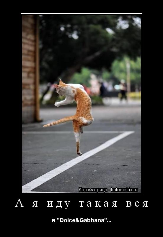 Котоматрица: А я иду такая вся в "Dolce&Gabbana"...