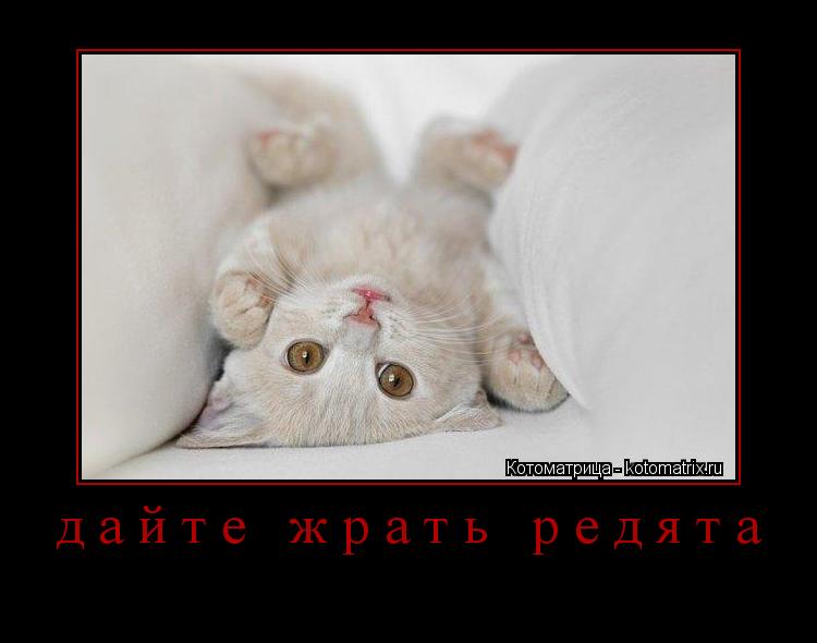 Котоматрица: дайте жрать редята 