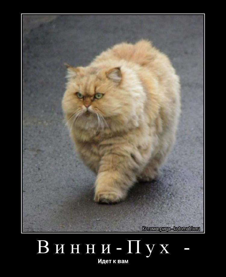 Котоматрица: Винни-Пух - Идет к вам