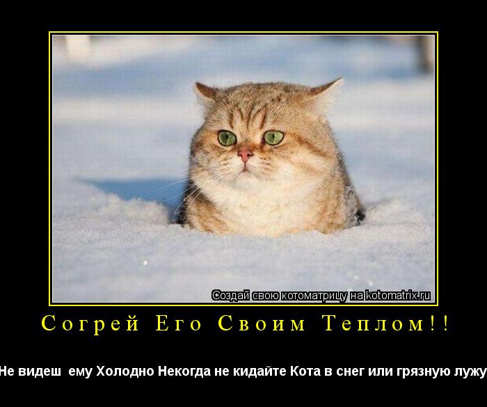 Котоматрица: Согрей Его Своим Теплом!! Не видеш  ему Холодно Некогда не кидайте Кота в снег или грязную лужу 