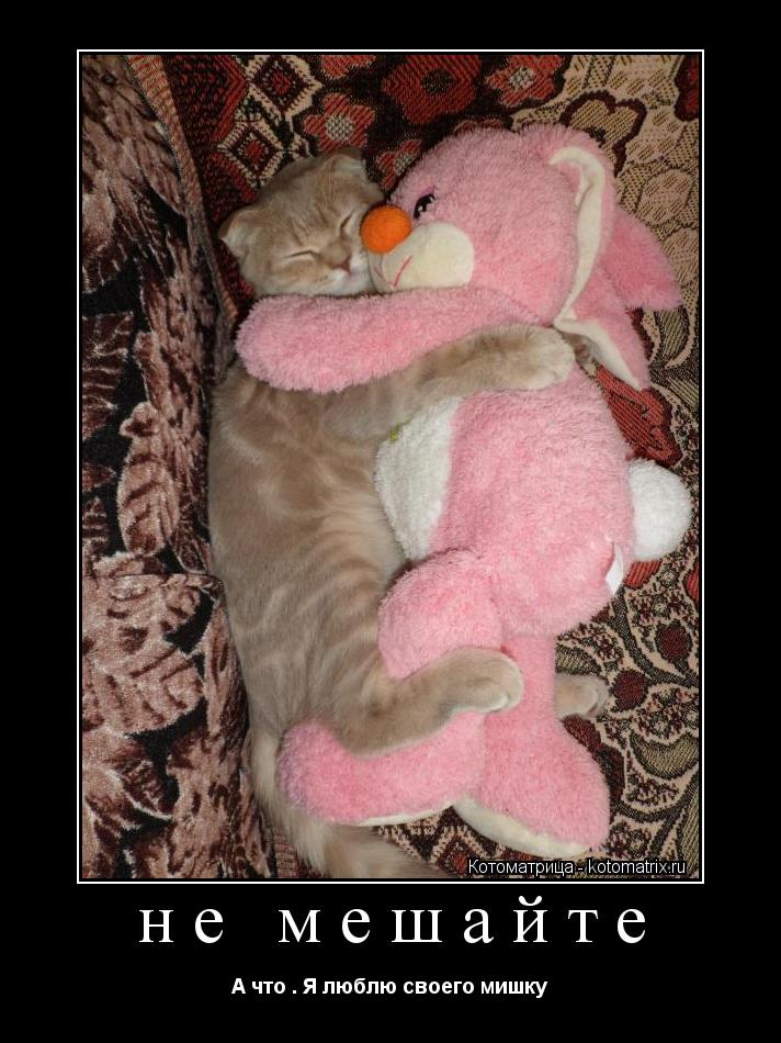 Котоматрица: не мешайте А что . Я люблю своего мишку