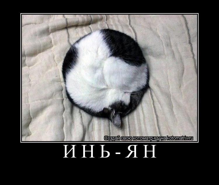 ИНЬ-ЯН ... Котоматрица: ИНЬ-ЯН