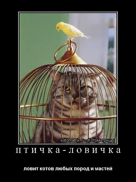 Котоматрица: птичка-ловичка ловит котов любых пород и мастей