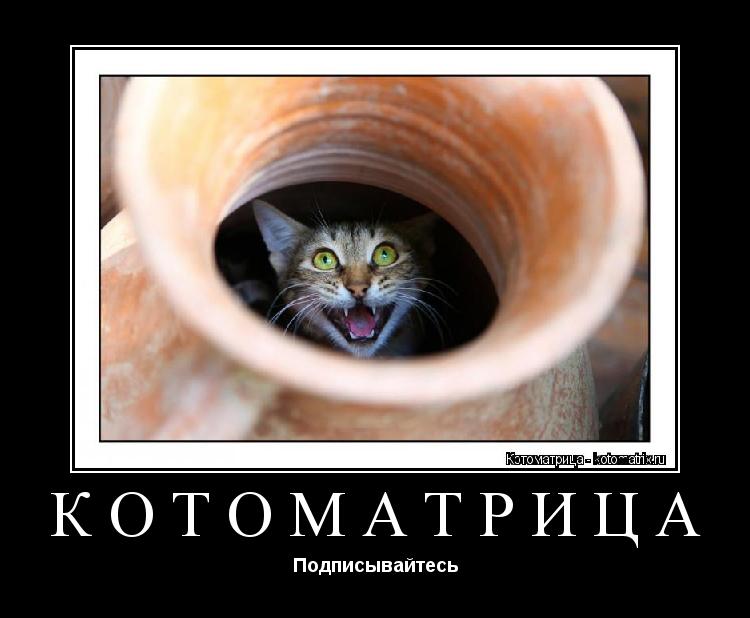 КОТОМАТРИЦА Подписывайтесь... Котоматрица: КОТОМАТРИЦА Подписывайтесь