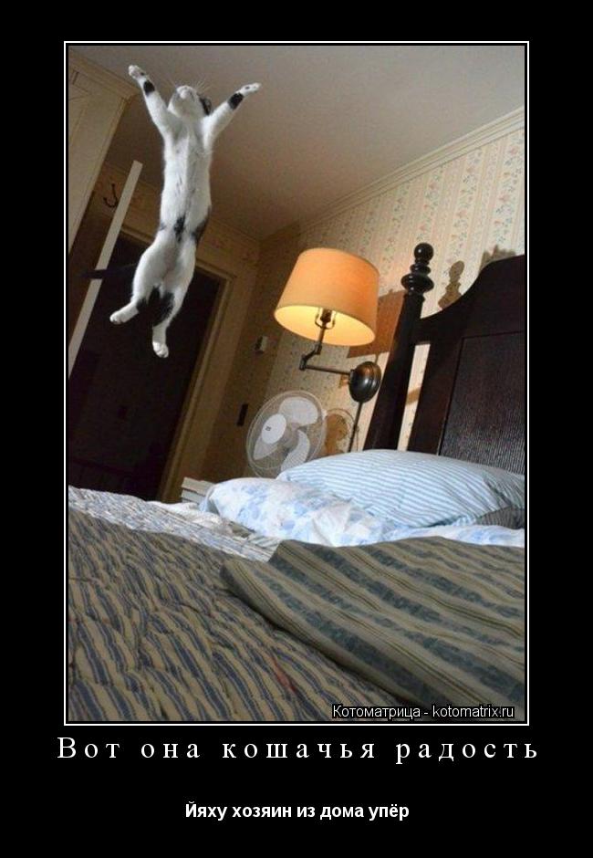 Вот она кошачья радость Йяху хозяин из дома упёр... Котоматрица: Вот она кошачья радость Йяху хозяин из дома упёр