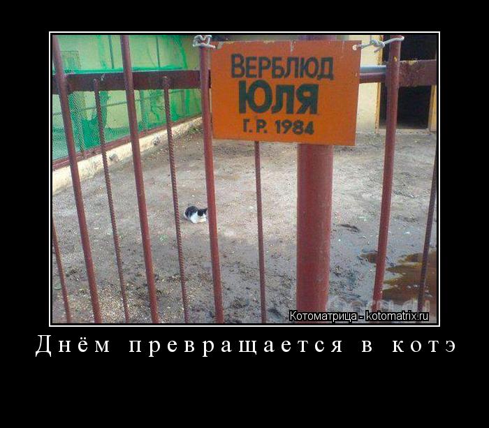 Днём превращается в котэ ... Котоматрица: Днём превращается в котэ