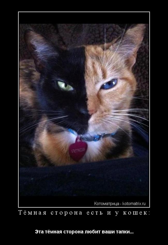 Тёмная сторона есть и у кошек: Эта тёмная сторона любит ваши тапки...... Котоматрица: Тёмная сторона есть и у кошек: Эта тёмная сторона любит ваши тапки...