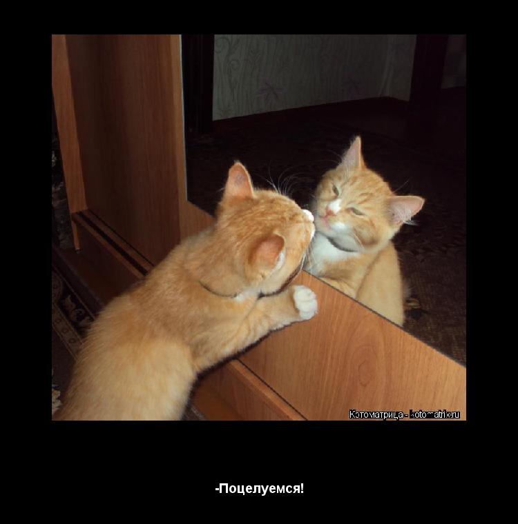 Котоматрица: -Поцелуемся? -Поцелуемся!
